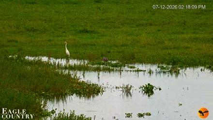 Southwest Florida River Wildlife Live Cams - Jul 12, 2026, 5:40pm EDT