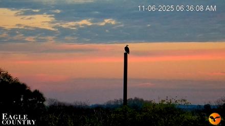 Southwest Florida River Wildlife Live Cams - Nov 6, 2025, 6:38am EST