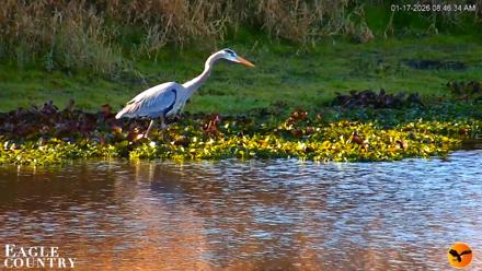 Southwest Florida River Wildlife Live Cams - Jan 17, 2026, 8:48am EST