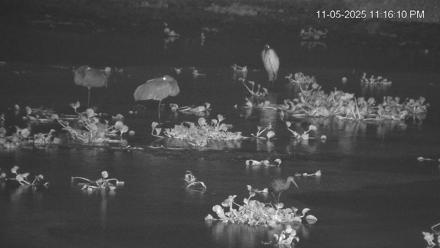 Southwest Florida River Wildlife Live Cams - Nov 5, 2025, 11:17pm EST