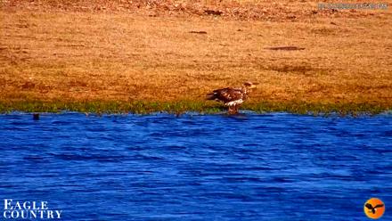 Southwest Florida River Wildlife Live Cams - Feb 15, 2026, 4:59pm EST