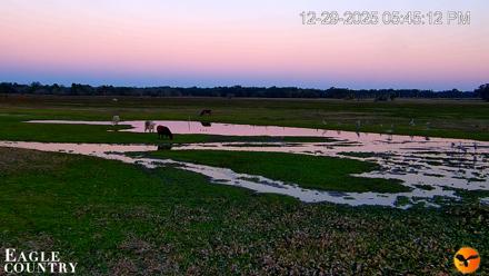Southwest Florida River Wildlife Live Cams - Dec 29, 2025, 5:45pm EST