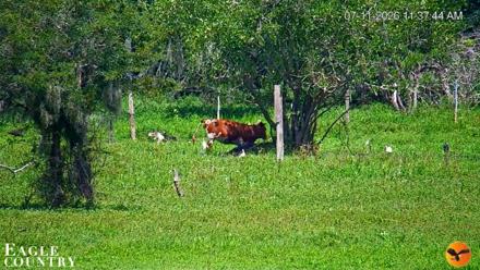 Southwest Florida River Wildlife Live Cams - Jul 11, 2026, 11:38am EDT