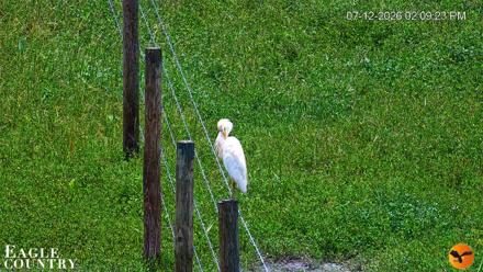 Southwest Florida River Wildlife Live Cams - Jul 12, 2026, 2:11pm EDT