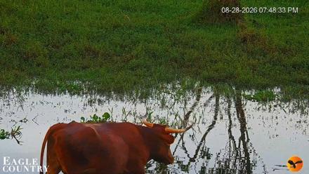 Southwest Florida River Wildlife Live Cams - Aug 28, 2026, 7:49pm EDT
