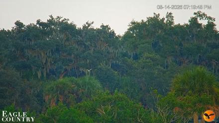 Southwest Florida River Wildlife Live Cams - Aug 14, 2026, 7:20pm EDT