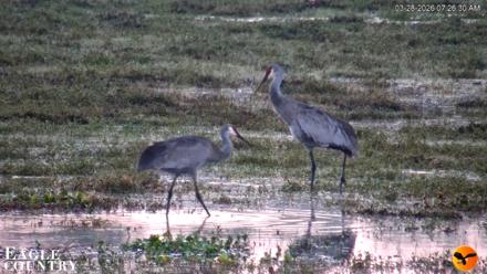 Southwest Florida River Wildlife Live Cams - Mar 28, 2026, 7:41am EDT