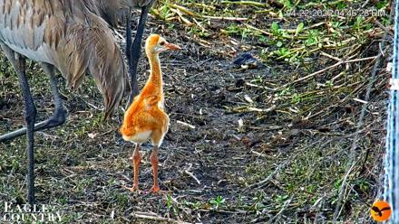 Southwest Florida River Wildlife Live Cams - Apr 22, 2026, 8:23pm EDT