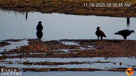 Southwest Florida River Wildlife Live Cams - Nov 8, 2025, 8:50am EST