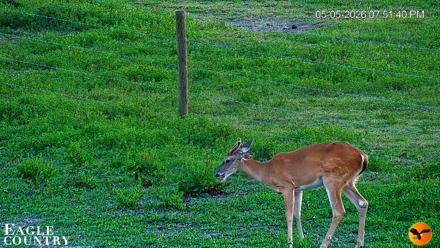 Southwest Florida River Wildlife Live Cams - May 5, 2026, 7:53pm EDT