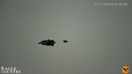 Southwest Florida River Wildlife Live Cams - Jul 12, 2026, 5:42pm EDT