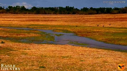 Southwest Florida River Wildlife Live Cams - Mar 3, 2026, 4:03pm EST
