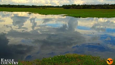 Southwest Florida River Wildlife Live Cams - Sep 30, 2026, 4:47pm EDT