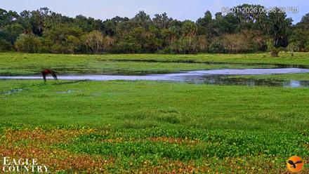 Southwest Florida River Wildlife Live Cams - Sep 1, 2026, 6:09pm EDT