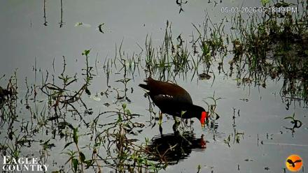 Southwest Florida River Wildlife Live Cams - May 3, 2026, 5:19pm EDT