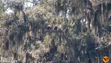 Southwest Florida River Wildlife Live Cams - Sep 3, 2026, 12:02pm EDT