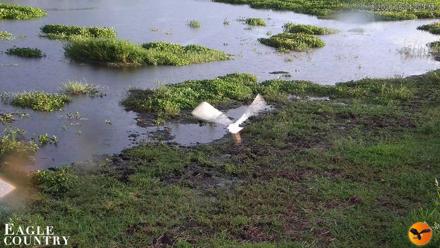 Southwest Florida River Wildlife Live Cams - Jul 10, 2026, 8:04pm EDT