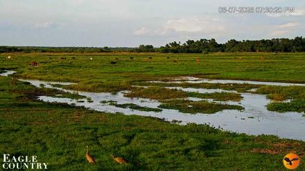 Southwest Florida River Wildlife Live Cams - Jun 7, 2026, 7:31pm EDT