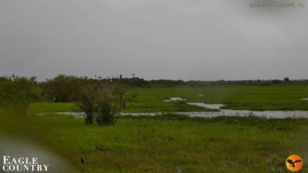 Southwest Florida River Wildlife Live Cams - Aug 6, 2026, 5:19pm EDT