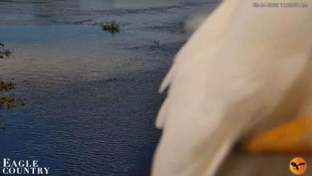 Southwest Florida River Wildlife Live Cams - Sep 4, 2026, 11:05am EDT