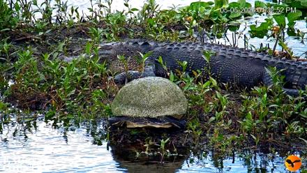Southwest Florida River Wildlife Live Cams - May 5, 2026, 1:34pm EDT