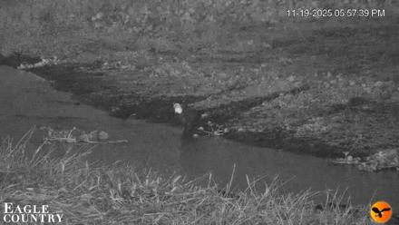 Southwest Florida River Wildlife Live Cams - Nov 19, 2025, 6:06pm EST