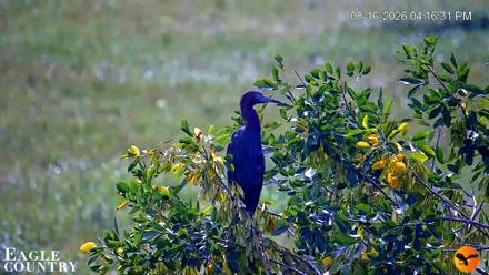 Southwest Florida River Wildlife Live Cams - Aug 16, 2026, 4:17pm EDT