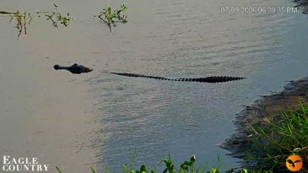 Southwest Florida River Wildlife Live Cams - Jul 9, 2026, 8:07pm EDT