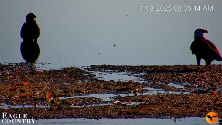 Southwest Florida River Wildlife Live Cams - Nov 8, 2025, 8:51am EST