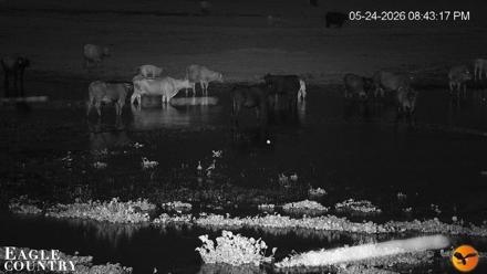Southwest Florida River Wildlife Live Cams - May 24, 2026, 8:44pm EDT