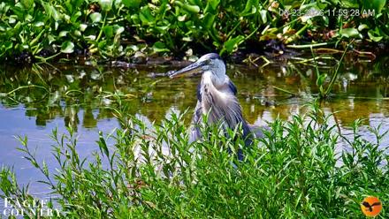 Southwest Florida River Wildlife Live Cams - Jun 23, 2026, 12:00pm EDT