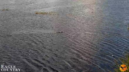 Southwest Florida River Wildlife Live Cams - Oct 21, 2026, 2:06pm EDT