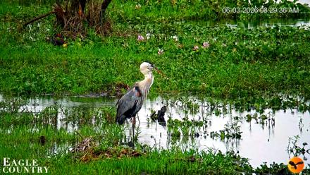 Southwest Florida River Wildlife Live Cams - Jun 3, 2026, 8:30am EDT