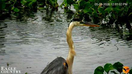 Southwest Florida River Wildlife Live Cams - May 3, 2026, 12:32pm EDT