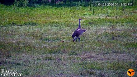 Southwest Florida River Wildlife Live Cams - Apr 22, 2026, 4:20pm EDT