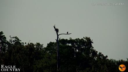 Southwest Florida River Wildlife Live Cams - Aug 15, 2026, 6:22pm EDT
