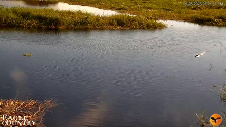 Southwest Florida River Wildlife Live Cams - Sep 28, 2026, 5:21pm EDT