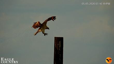 Southwest Florida River Wildlife Live Cams - May 5, 2026, 5:40pm EDT