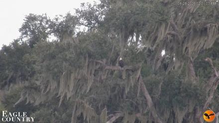 Southwest Florida River Wildlife Live Cams - Aug 28, 2026, 2:01pm EDT