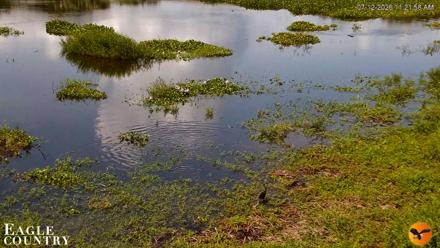 Southwest Florida River Wildlife Live Cams - Jul 12, 2026, 11:22am EDT