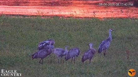 Southwest Florida River Wildlife Live Cams - Aug 6, 2026, 8:14pm EDT