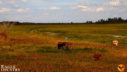 Southwest Florida River Wildlife Live Cams - Nov 7, 2025, 1:54pm EST