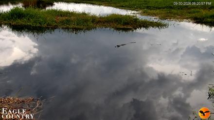 Southwest Florida River Wildlife Live Cams - Sep 30, 2026, 6:21pm EDT