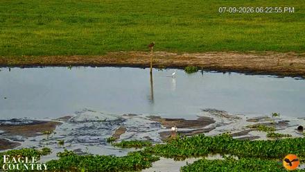 Southwest Florida River Wildlife Live Cams - Jul 9, 2026, 7:31pm EDT