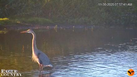 Southwest Florida River Wildlife Live Cams - Nov 30, 2025, 8:03am EST