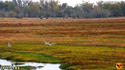 Southwest Florida River Wildlife Live Cams - Jan 13, 2026, 7:39am EST