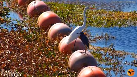 Southwest Florida River Wildlife Live Cams - Feb 7, 2026, 11:22am EST