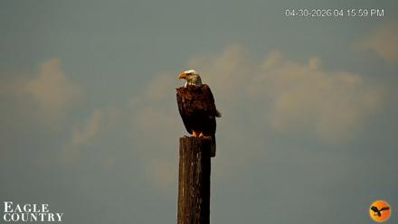 Southwest Florida River Wildlife Live Cams - Apr 30, 2026, 4:16pm EDT