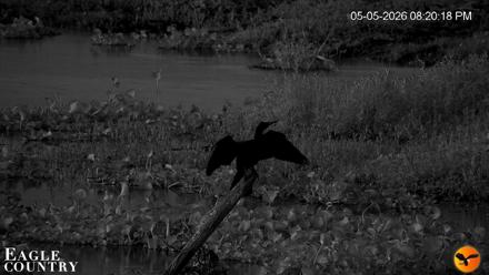 Southwest Florida River Wildlife Live Cams - May 5, 2026, 10:36pm EDT