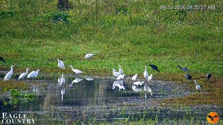 Southwest Florida River Wildlife Live Cams - Aug 22, 2026, 8:31am EDT